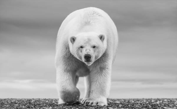 David Yarrow, The North Slope