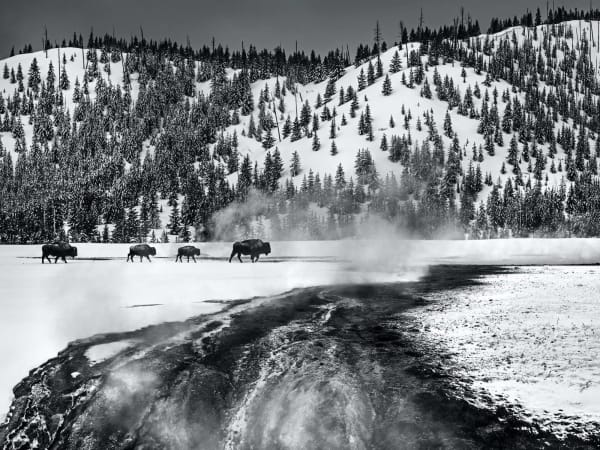 David Yarrow, Yellowstone