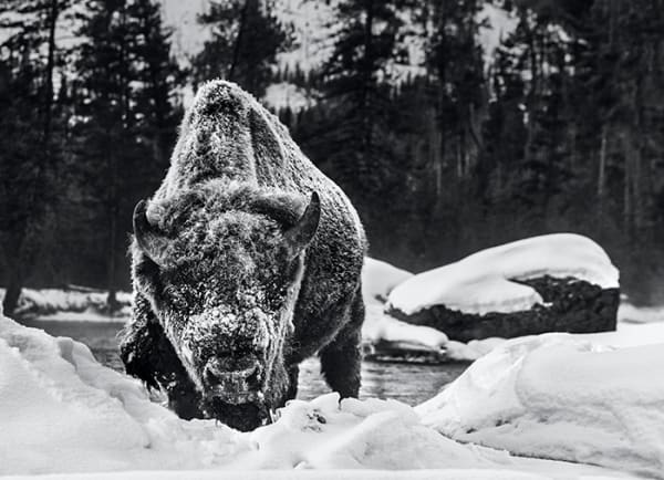 David Yarrow, Buffalo Soldier