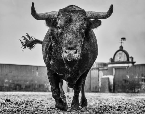 David Yarrow, El Toro