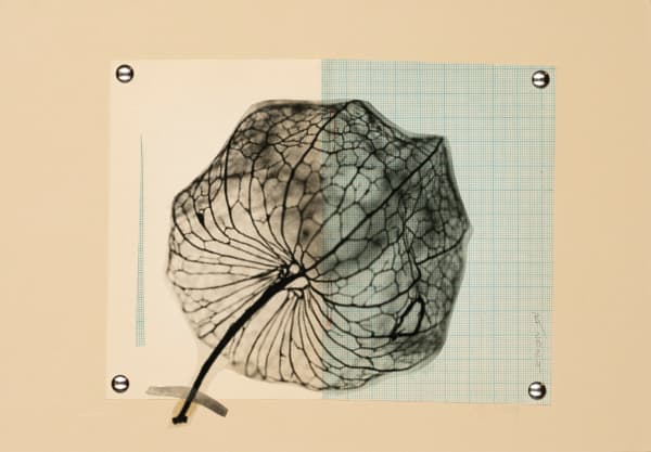 Raluca Arnăutu, Black Stone, 2023