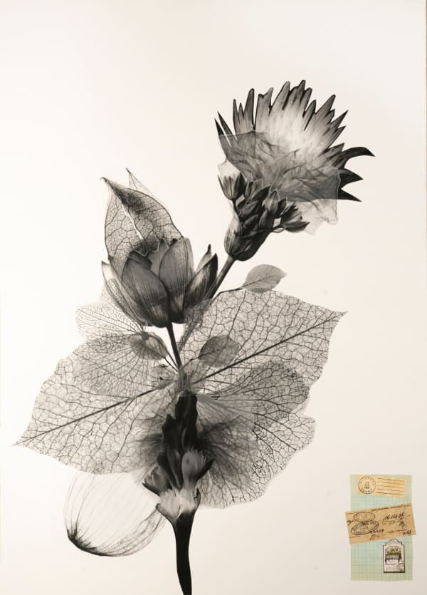 Raluca Arnăutu, Floating Thorn, 2024