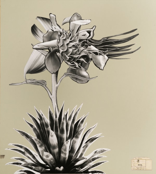 Raluca Arnăutu, Flora aggregata, 2023