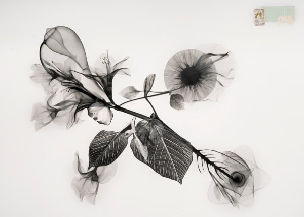 Raluca Arnăutu, Flora fractis, 2024