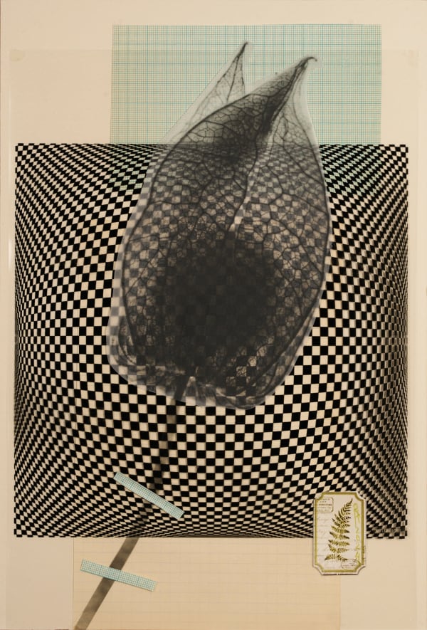 Raluca Arnăutu, Bigblack-Seed, 2024