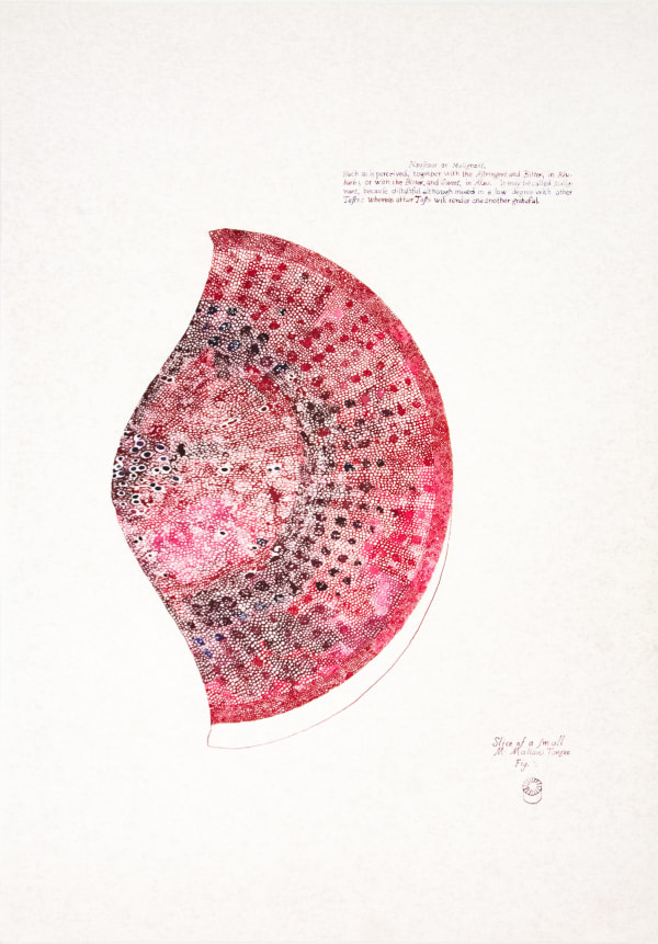 Sarasija Subramanian Anatomy of Plants / Mallow Tongue, 2020-22 Ink drawings on paper 72.5 x 50.5 cm 28 1/2 x 19 7/8 in