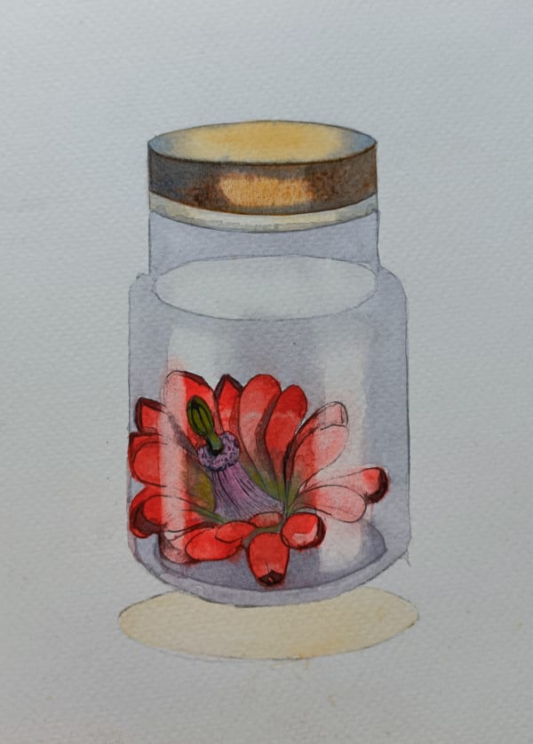 Manisha Agrawal, Vanishing Beauty 6, 2017-19