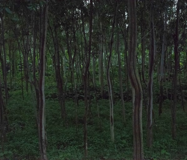 Ashfika Rahman Files of the Disappeared, 2018 - Ongoing Digital Print on Archival Paper 96.5 x 111.8 cm 38 x 44 in Edition of 3 plus 1 artist's proof