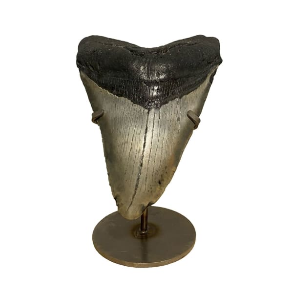 Fossilised Megalodon tooth for sale