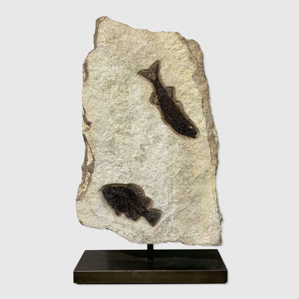 Fossilised Fish for sale