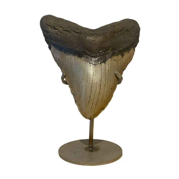 Fossilised Megalodon tooth for sale