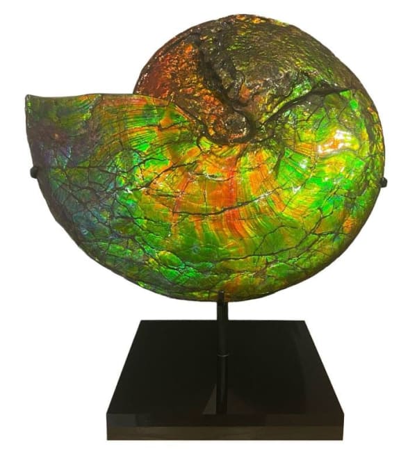 Natural History, Iridescent Ammonite