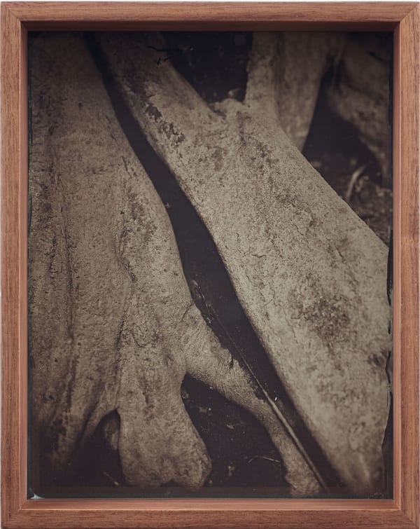 Detail (Collodion 3)