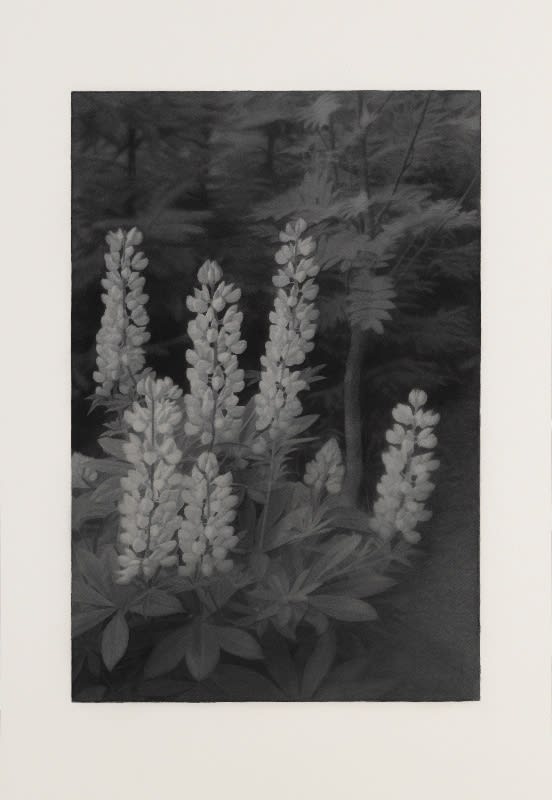 Lupins