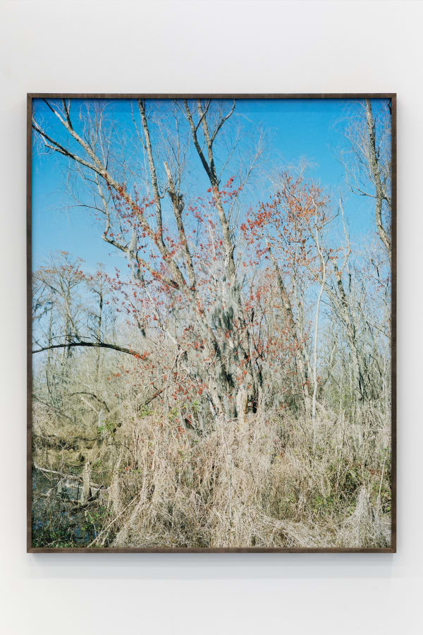 Red Tree for Zoe Leonard
