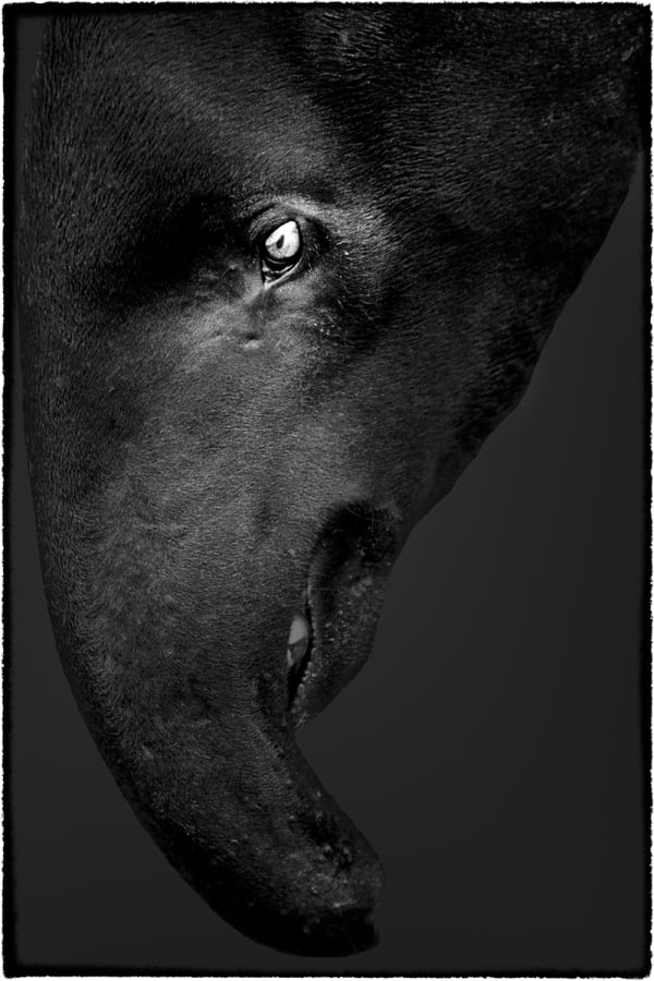 Yasunori Matsui, Eyes, Malayan Tapir, 2010