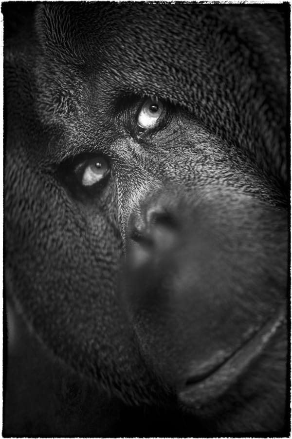 Yasunori Matsui, Eyes, Bornean Orangutan, 2014