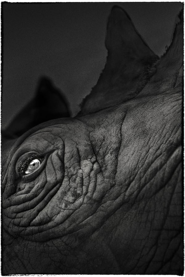 Yasunori Matsui, Eyes, White Rhinoceros, 2010