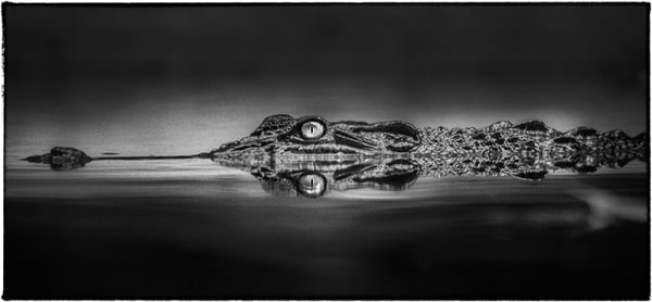 Yasunori Matsui, Eyes, Indian Gharial, 2014
