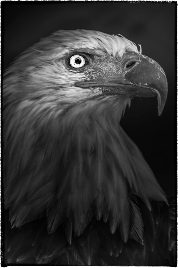 Yasunori Matsui, Eyes, Bald Eagle, 2010