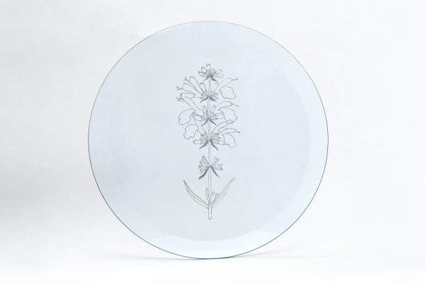 Анастасия Потёмкина Sálvia divinórum, 2019 Glass engraving | Гравировка по стеклу 37 x 37 cm