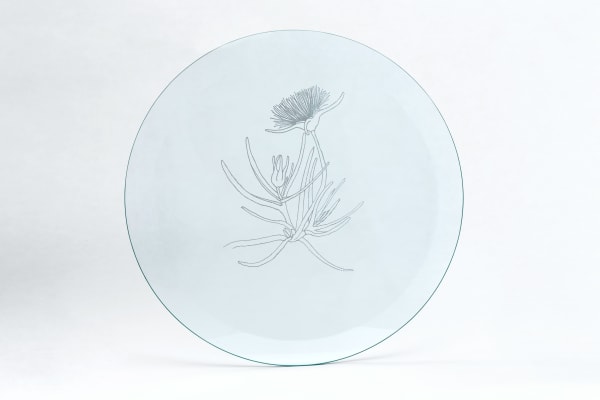 Анастасия Потёмкина Conicosia pugioniformis, 2019 Glass engraving | Гравировка по стеклу 37 x 37 cm