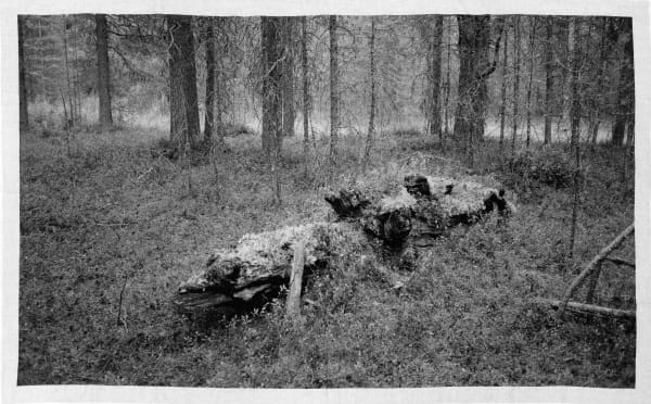 Northern forest | Северный лес