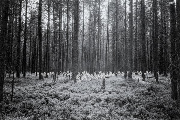 Northern forest (Chakola) | Северный лес (Чакола)