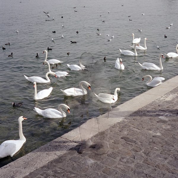 Swan - Archive from the year 2000