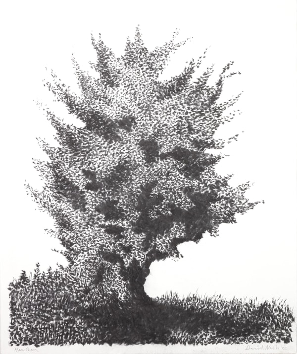 David Nash, Hawthorn, 2023