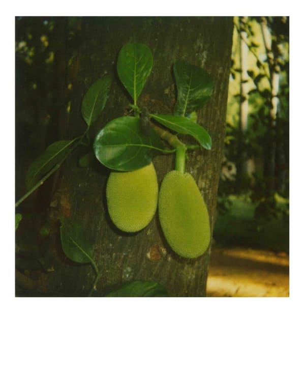 Erik Wesselo, Indian Garden, 2009-2010