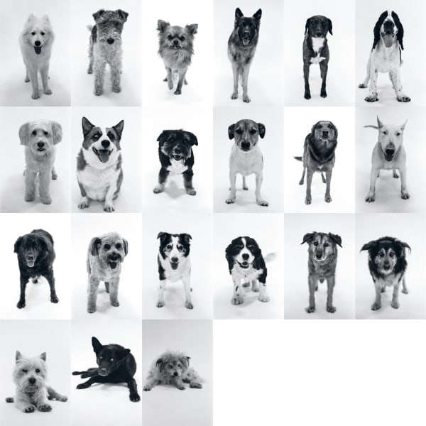 Photography, Birthdays, Dogs, 1 - 20 years (male), 1996