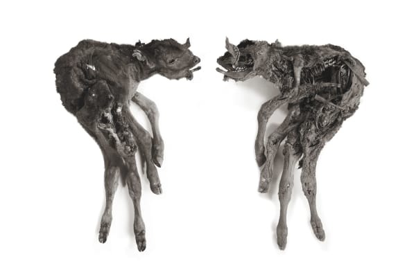 Photography, Veau, 1999