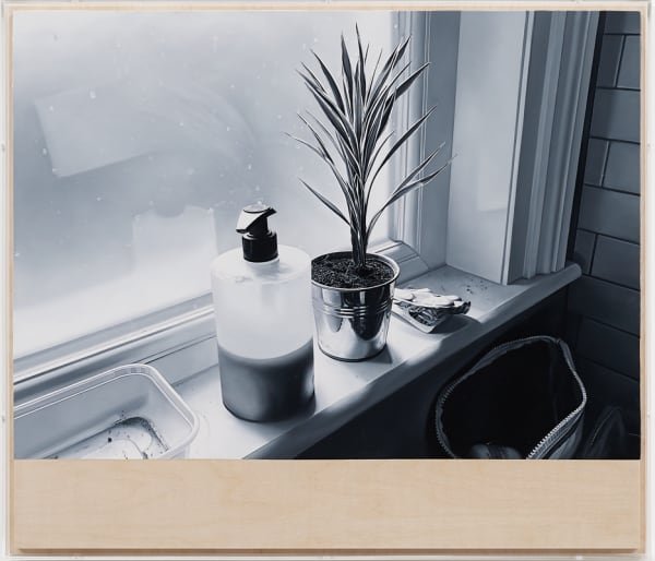 James White, Plant, 2020