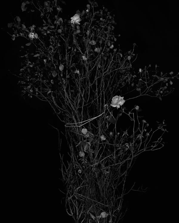 Sarah Jones The Rose Gardens (Display) (VIII), 2014