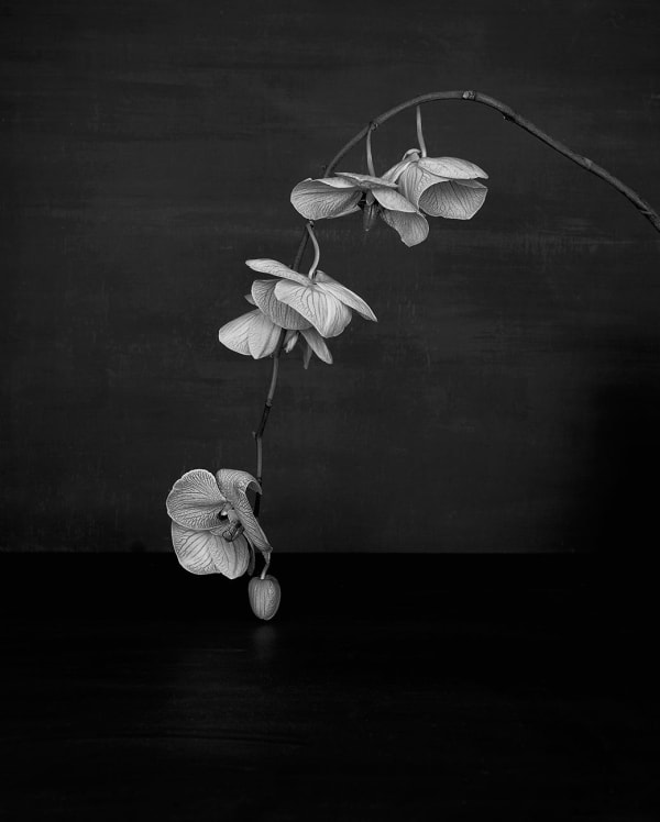Sarah Jones Cabinet (XI) (Orchid), 2014