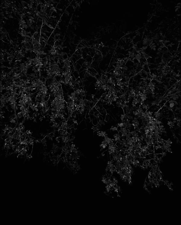 Sarah Jones Rosehip (I), 2013