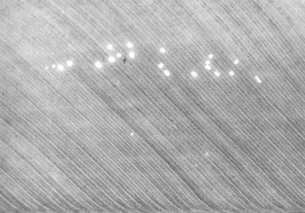 Jochen Lempert Zoophonie II, 2017