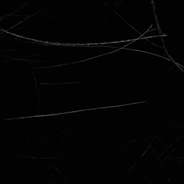 Sarah Jones Wild Rose (Blue Flower) (II), 2013