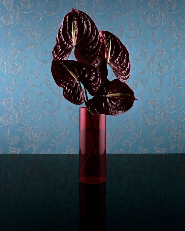 Sarah Jones Vitrine (The Porcupine Illusion) (I), 2016