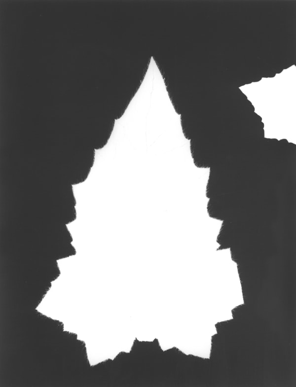 Jochen Lempert Zaunrübe, 2025