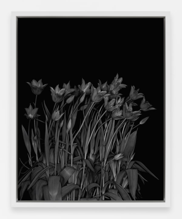 Sarah Jones Icarus (I), 2023