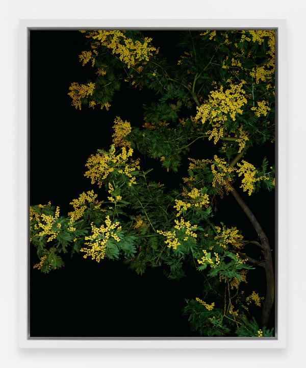 Sarah Jones Mimosa (Actor) (I) , 2021