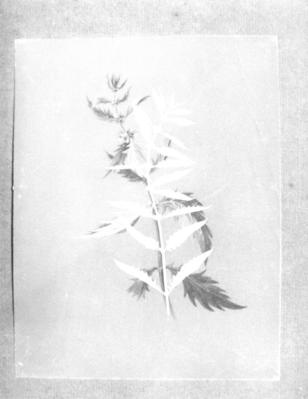 Jochen Lempert Phenotype (Lycopus), 2024