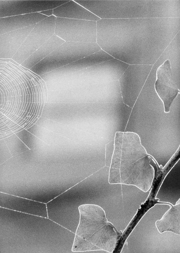 Jochen Lempert Winter-Net, 2024