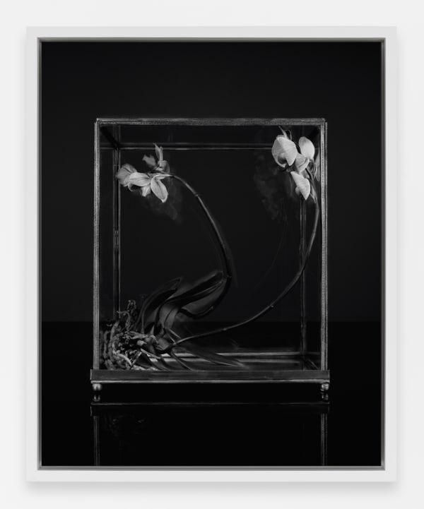 Sarah Jones Vitrine (Orchid) (I), 2023