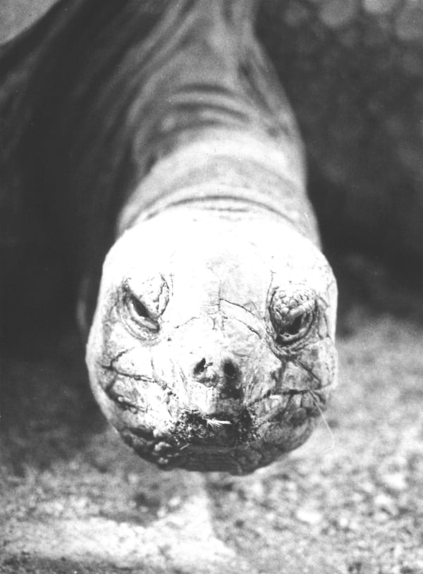 Jochen Lempert Lyren I, 2013