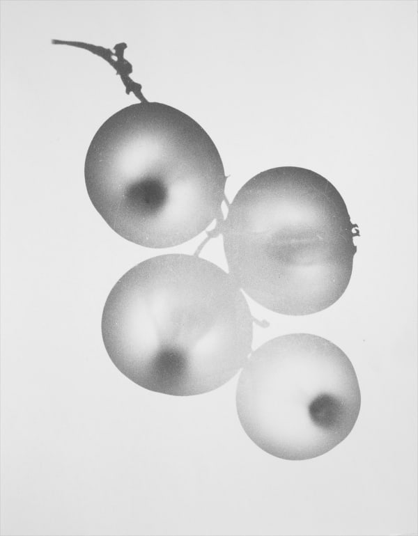 Jochen Lempert Johannisbeeren II, 2023