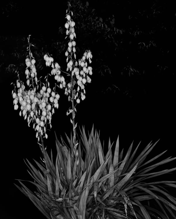 Sarah Jones, Yucca Filamentosa (Apparition) (I), 2018