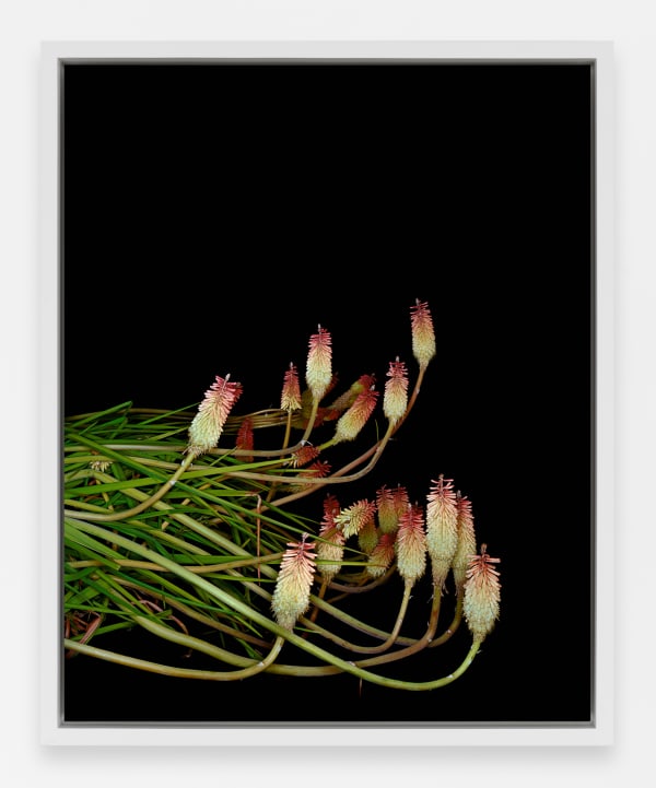 Sarah Jones Torch Lily (Icarus) (I), 2021